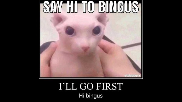 Лысый кот БИНГУС