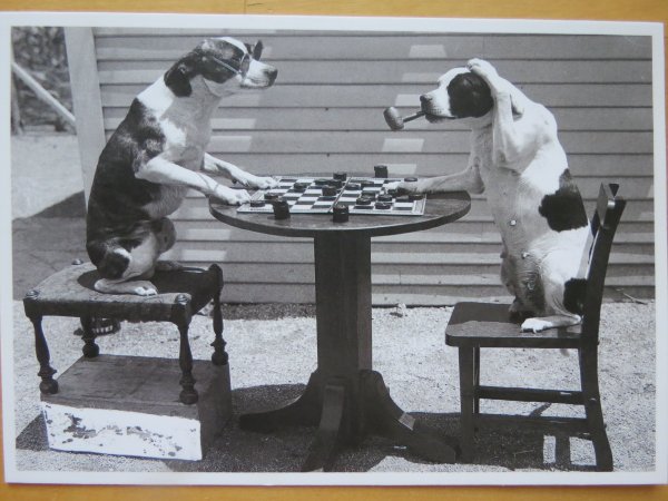 Собака играет в шахматы