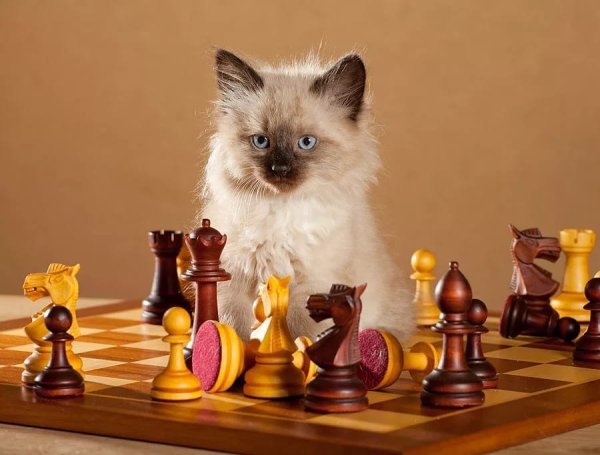 Котенок и шахматы