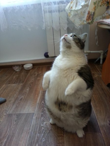 Коты стоят на задних лапах