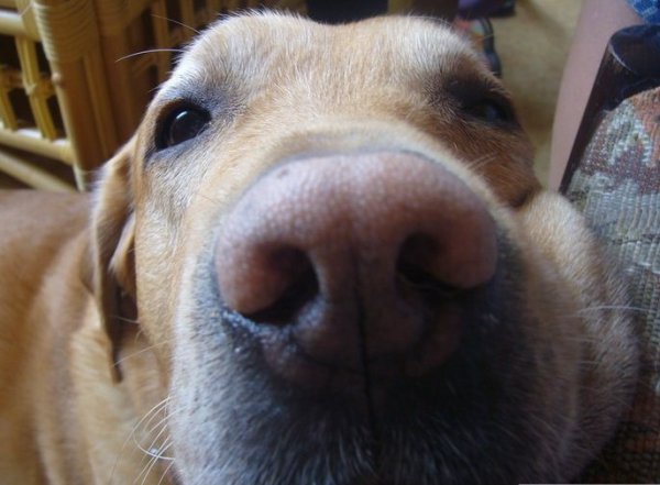 Собачий нос