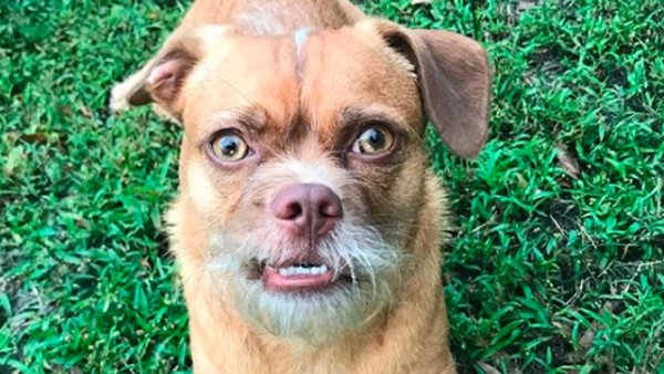 Лицо собаки