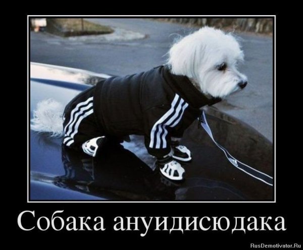 Собачка гопник