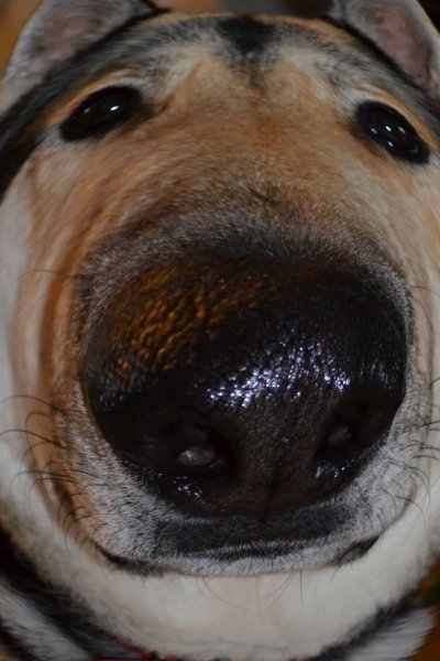 Собака носом в камеру