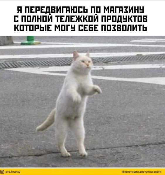 Коты идущие на двух лапах