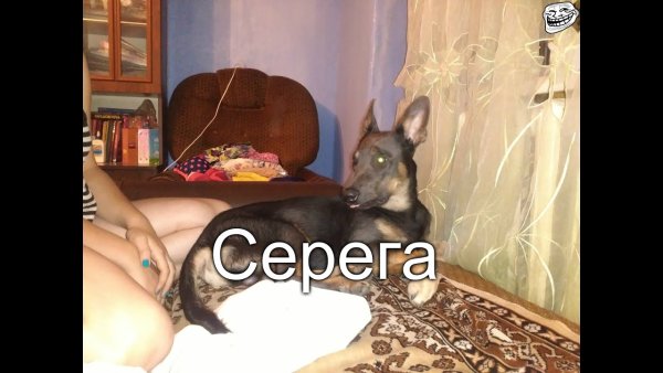 Сергей и собака прикольные