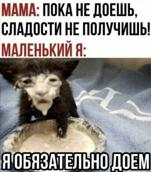 Мем кот в сметане с мордой