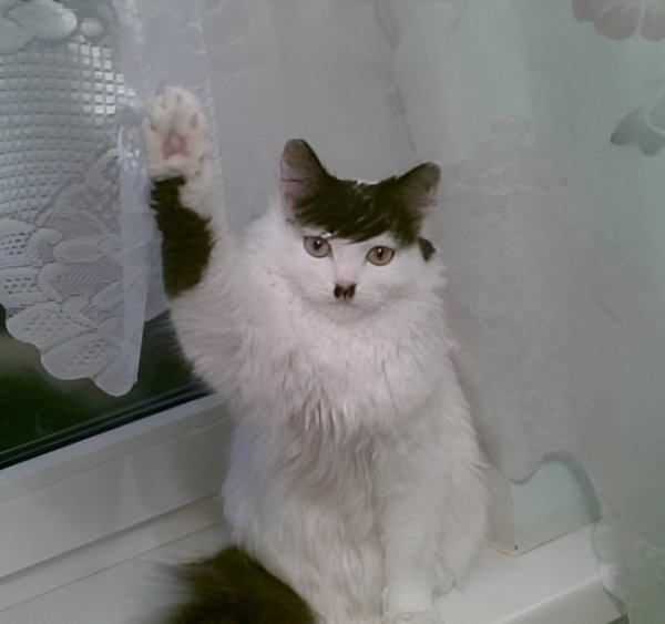 Кот кидает зигу