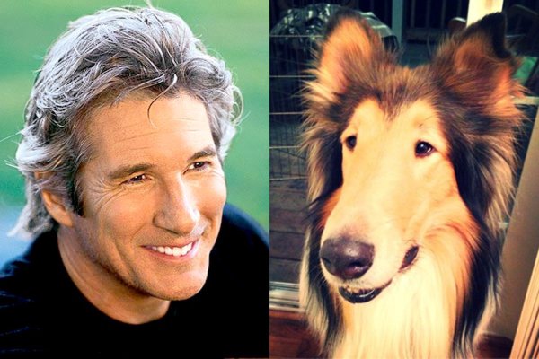 Ричард Гир и колли