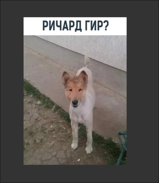 Собака Ричард Гир