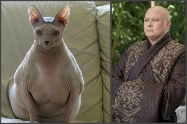 Толстый сфинкс кот