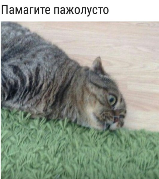 Помогите Мем