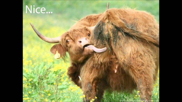 Мемы с коровами