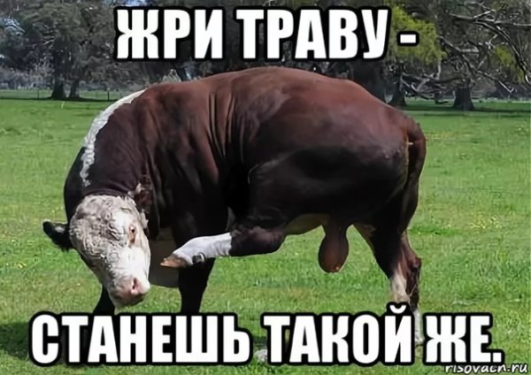 Мемы с коровами