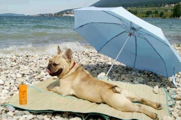 Собака загорает