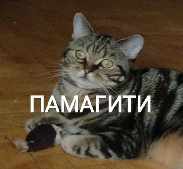 Помогите Мем кот