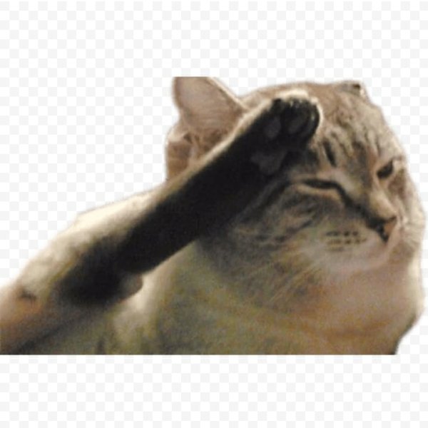 Кот отдает честь лапой