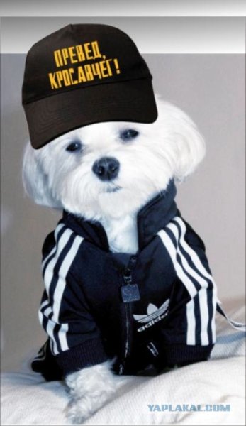 Собака в адидасе