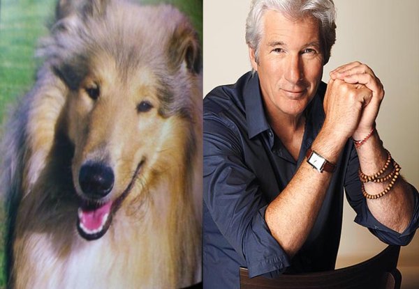 Ричард Гир и колли