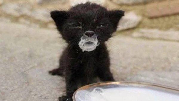 Черный котенок с молоком