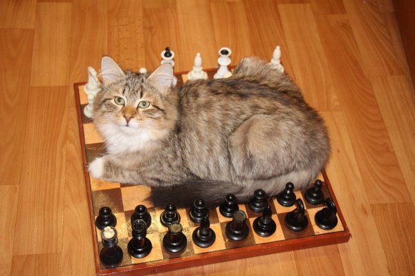 Шахматы кошки