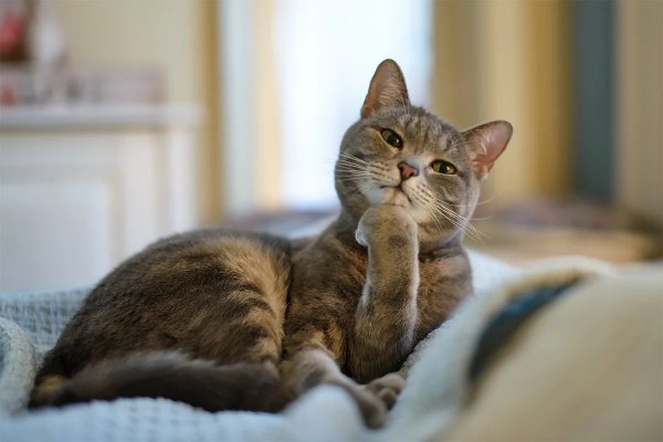 Задумчивый кот