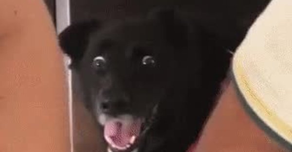 Обрубленная собака