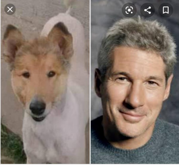 Собака Ричард Гир