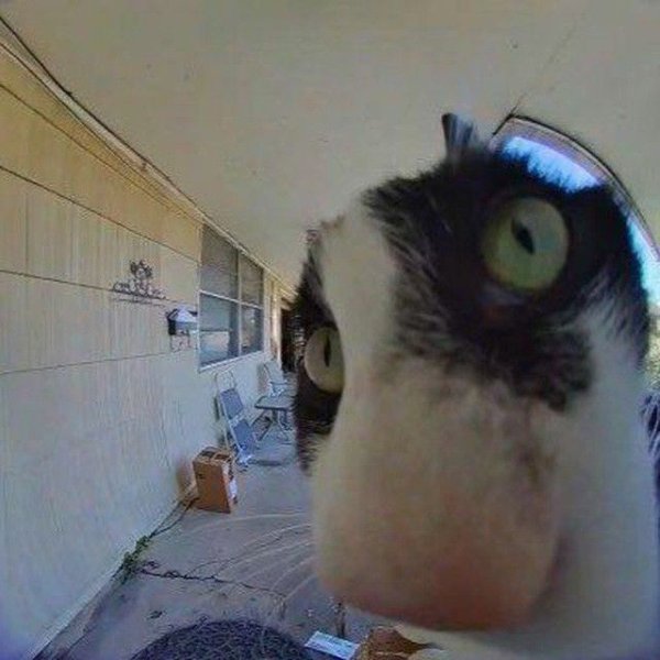 Котик голодный потный злой