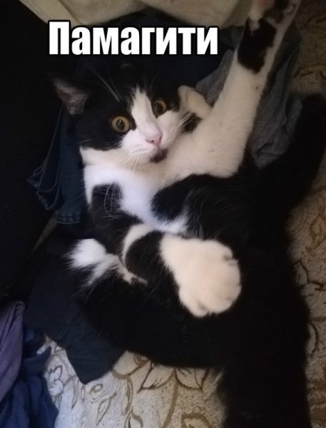 Памагити картинка смешная