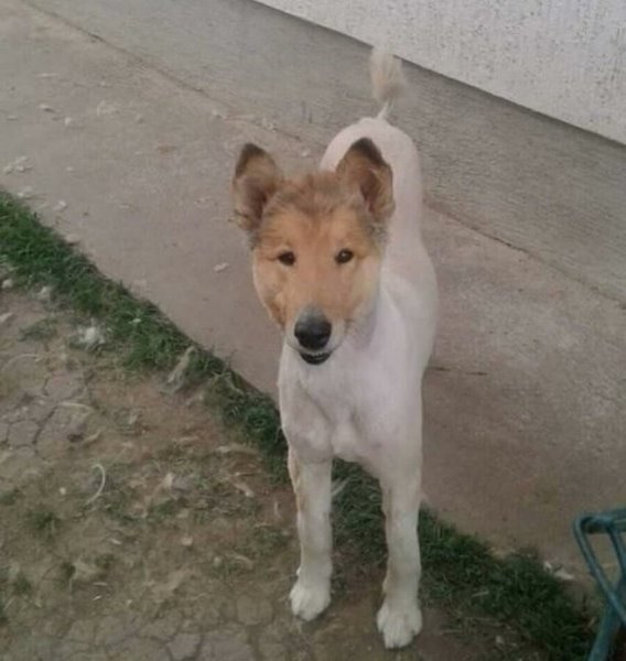 Ричард Гир Хатико