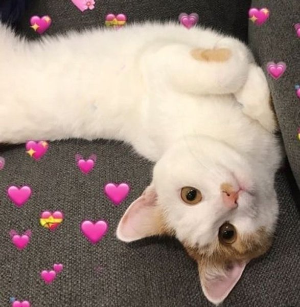 Милые котики с сердечками