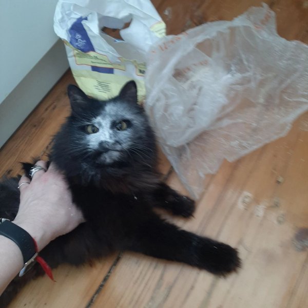 Кот в муке Мем