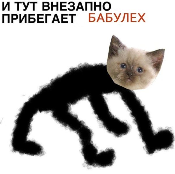 Кот Мем