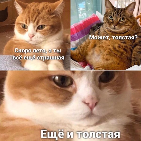 Мем диалог двух котов