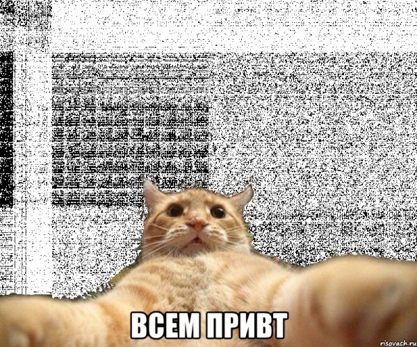 Привет с котом
