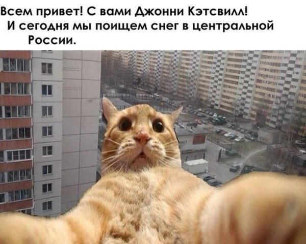 Кот Джонни Кэтсвилл