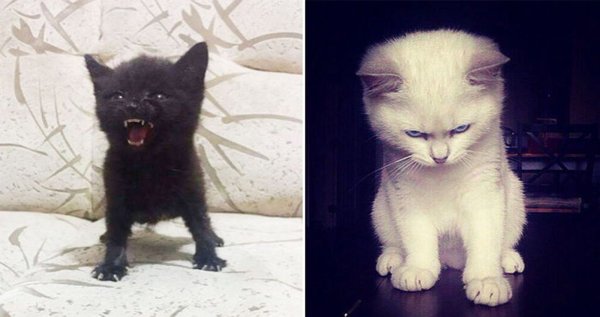 Злой котенок