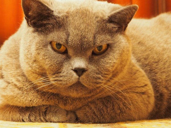 Кот задумался