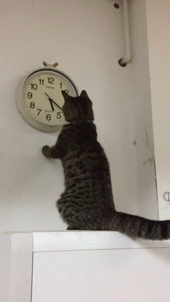 Кот и часы