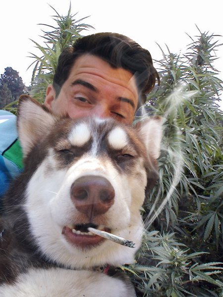 Селфи собак смешное