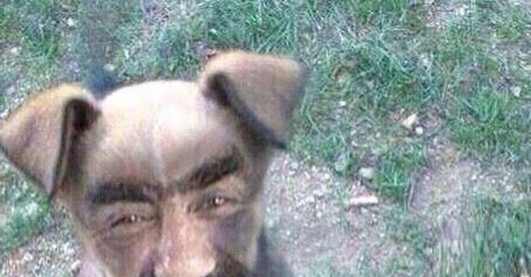 Иван собака