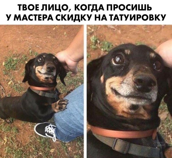 Мемы с глупыми собаками