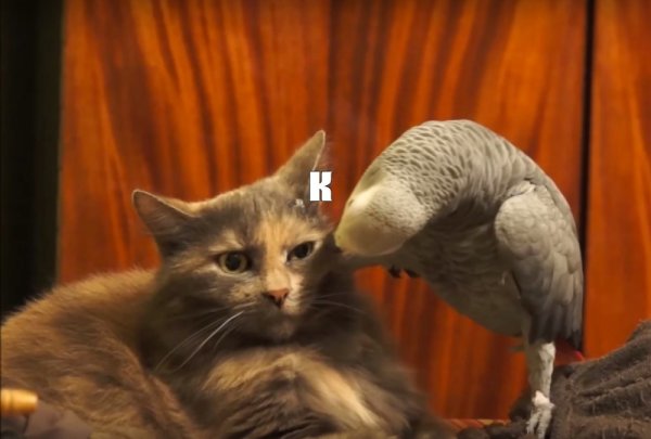 Ты лох и кенты твои