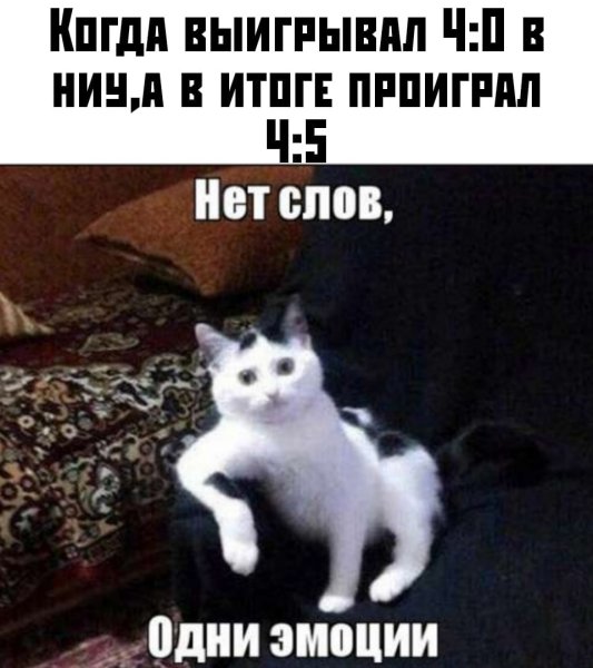 Непонимающий кот Мем