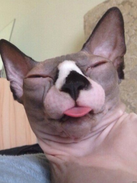 Лысая кошка сфинкс