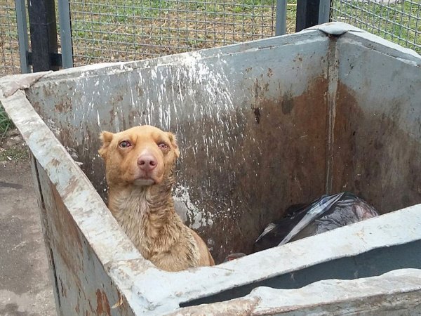 Бездомные собаки на помойке