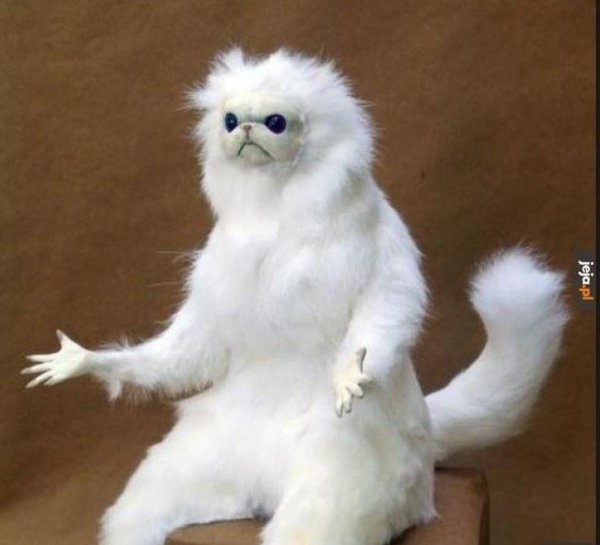 Чучело белого кота