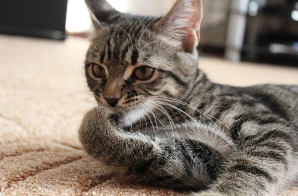 Задумчивая кошка