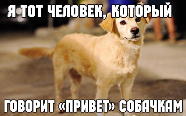 Собака говорящая привет